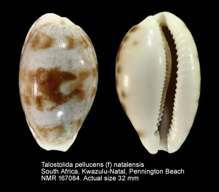 Talostolida pellucens (f) natalensis.jpg - Talostolida pellucens (f) natalensis Heiman & Mienis,2002